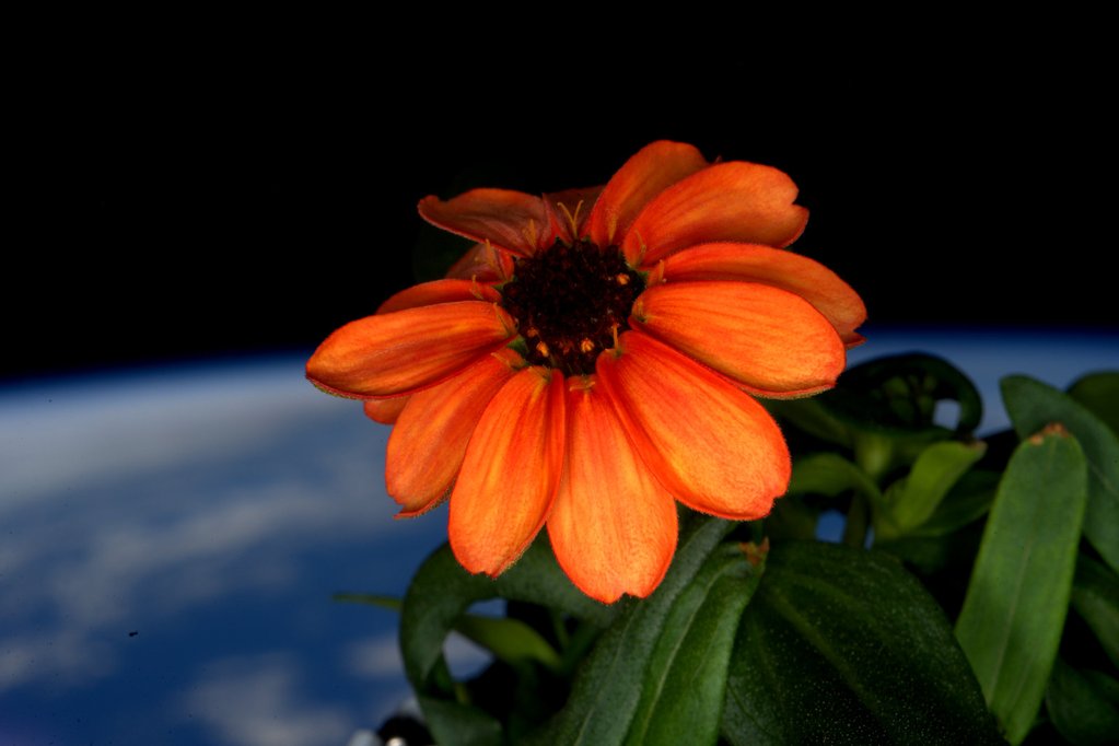 20160405_SpaceFlower