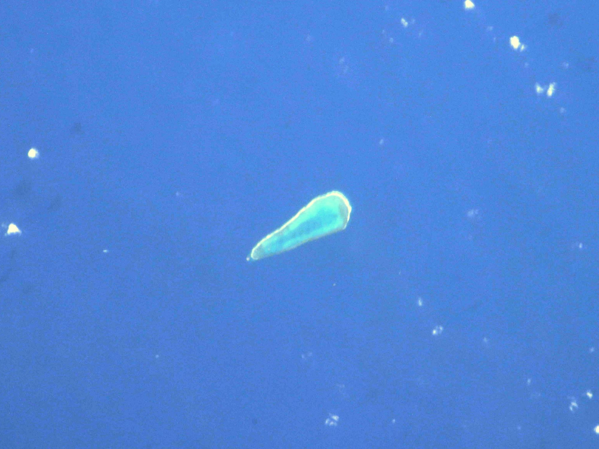 [:ja]【宇宙からの地球絶景】No.1773: 沖ノ鳥島🇯🇵[:]
